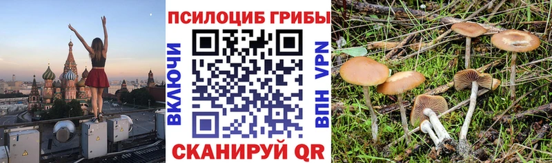 Галлюциногенные грибы Psilocybine cubensis  продажа наркотиков  Касимов 